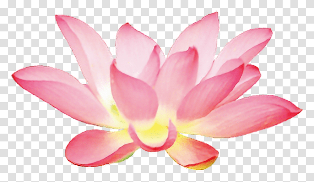 Pink Lotus Flower Clipart, Plant, Blossom, Rose, Petal Transparent Png