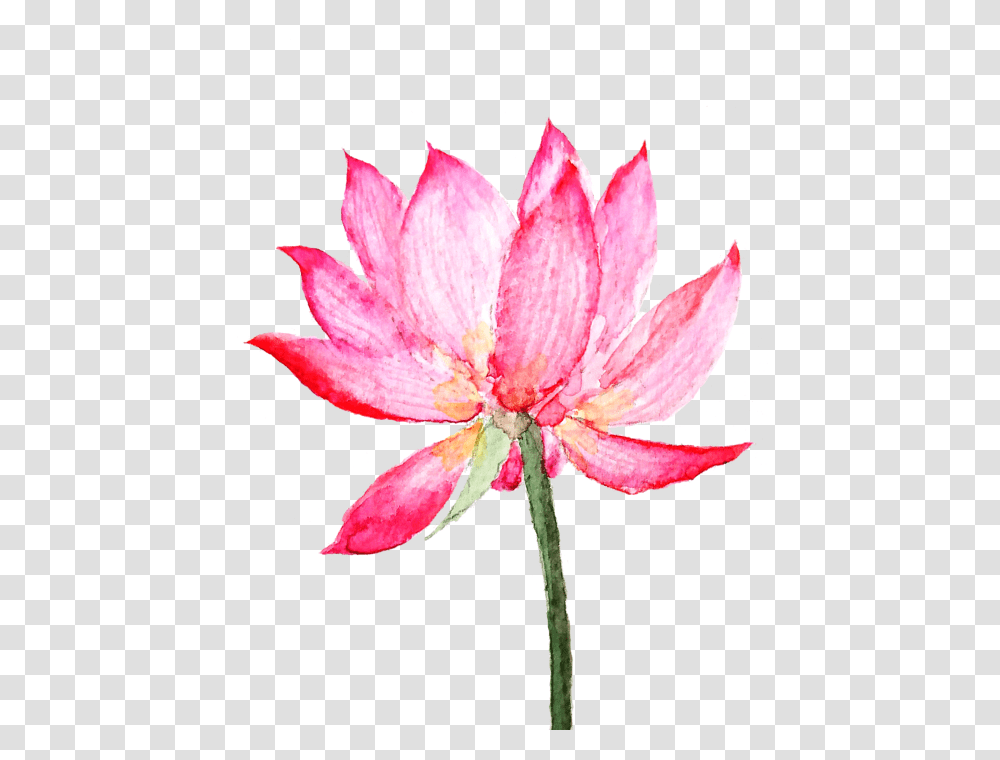 Pink Lotus Flower Painting, Plant, Blossom, Lily, Petal Transparent Png