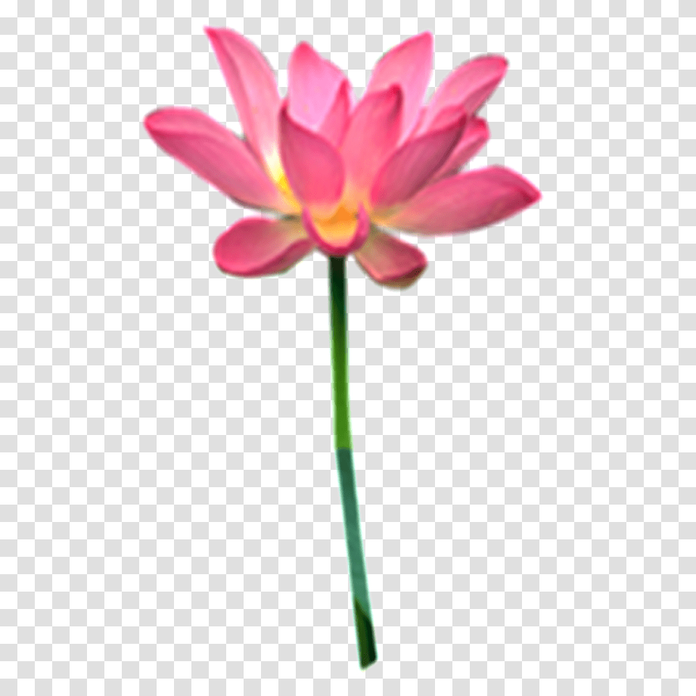 Pink Lotus Free Download Vector, Lamp, Plant, Flower, Blossom Transparent Png