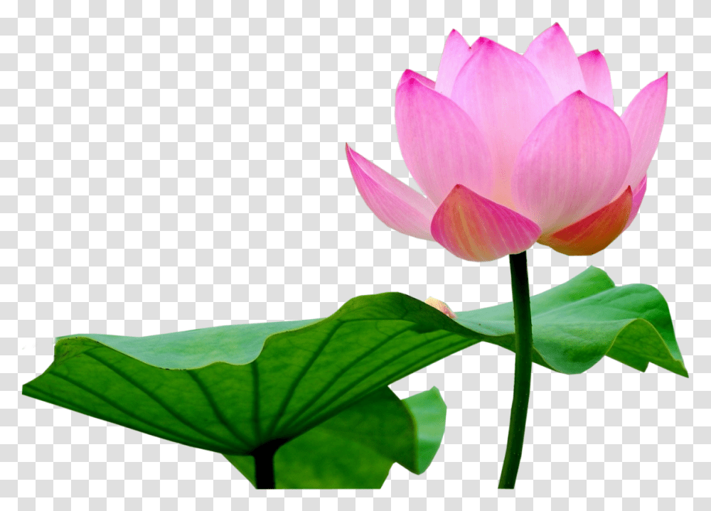 Pink Lotus Image Hd Lotus Flower, Plant, Blossom, Pond Lily, Petal Transparent Png