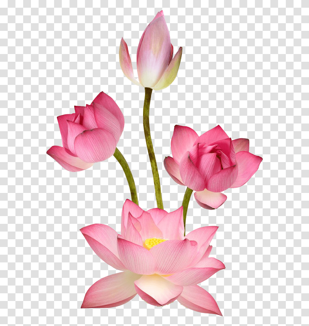 Pink Lotus Images Lotus, Plant, Flower, Blossom, Tulip Transparent Png