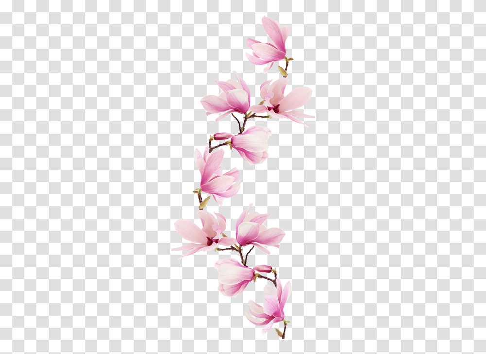 Pink Magnolia Tattoo, Plant, Flower, Blossom, Orchid Transparent Png