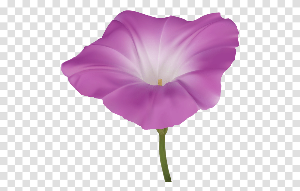 Pink Morning Glory Flower Clip Art Gallery, Plant, Geranium, Blossom, Anther Transparent Png