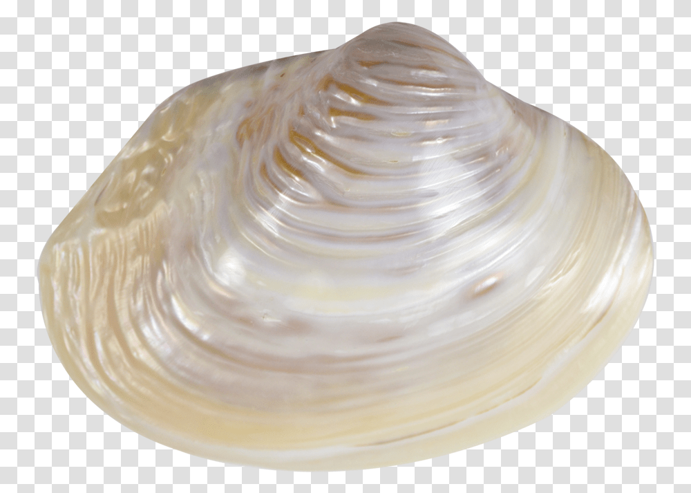 Pink Mussel Shell 6 8 Sea Shell No Back Ground, Clam, Seashell, Invertebrate, Sea Life Transparent Png