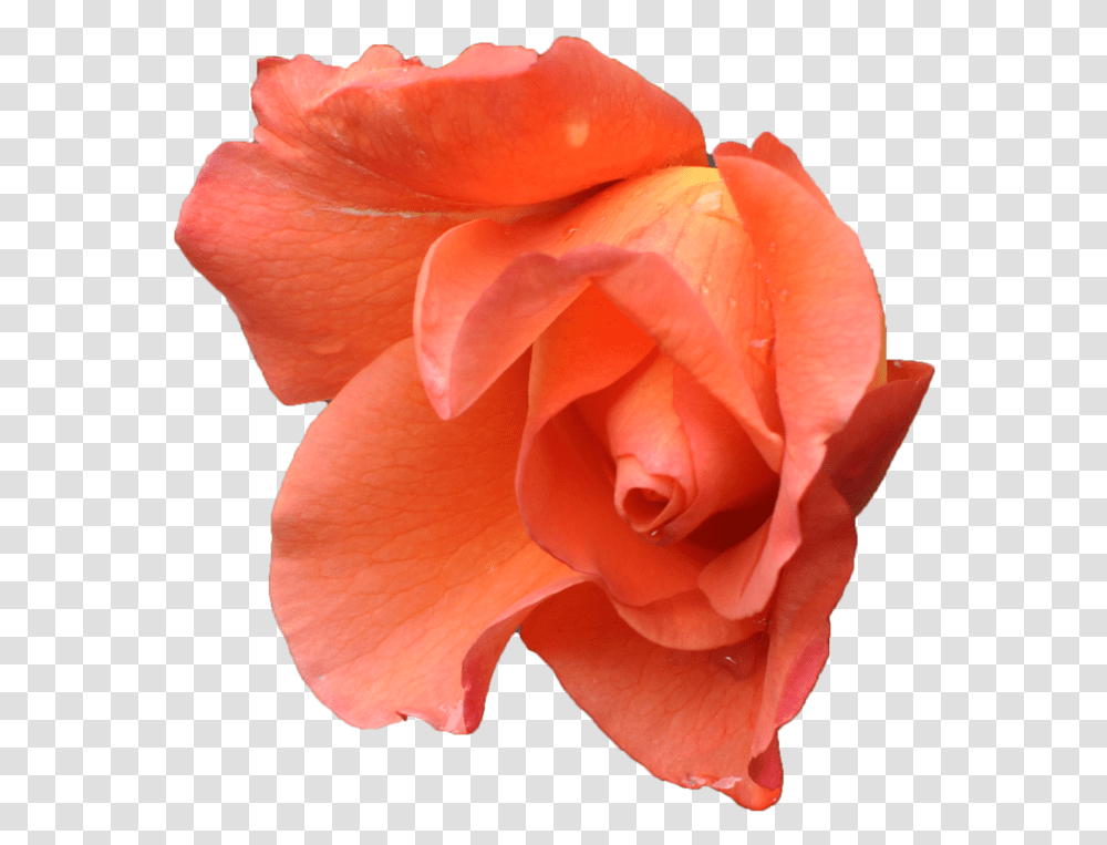 Pink Orange Flower, Plant, Rose, Blossom, Petal Transparent Png