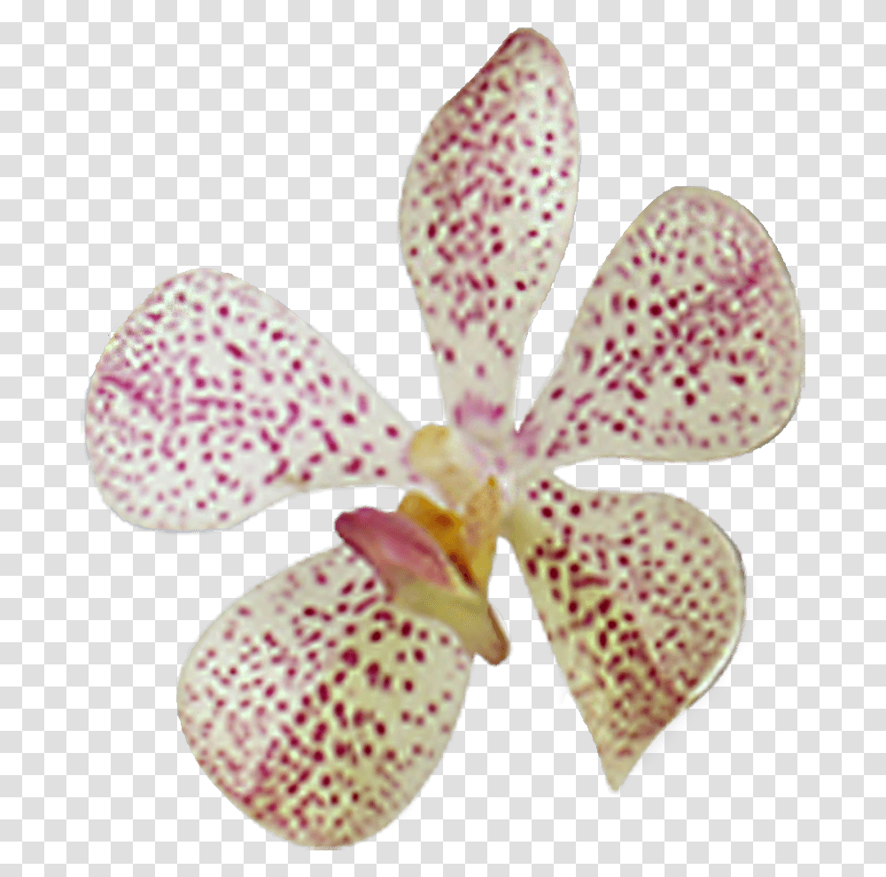 Pink Orchid Cheapest Flowers To Buy Online Moth Orchid, Plant, Blossom, Petal Transparent Png