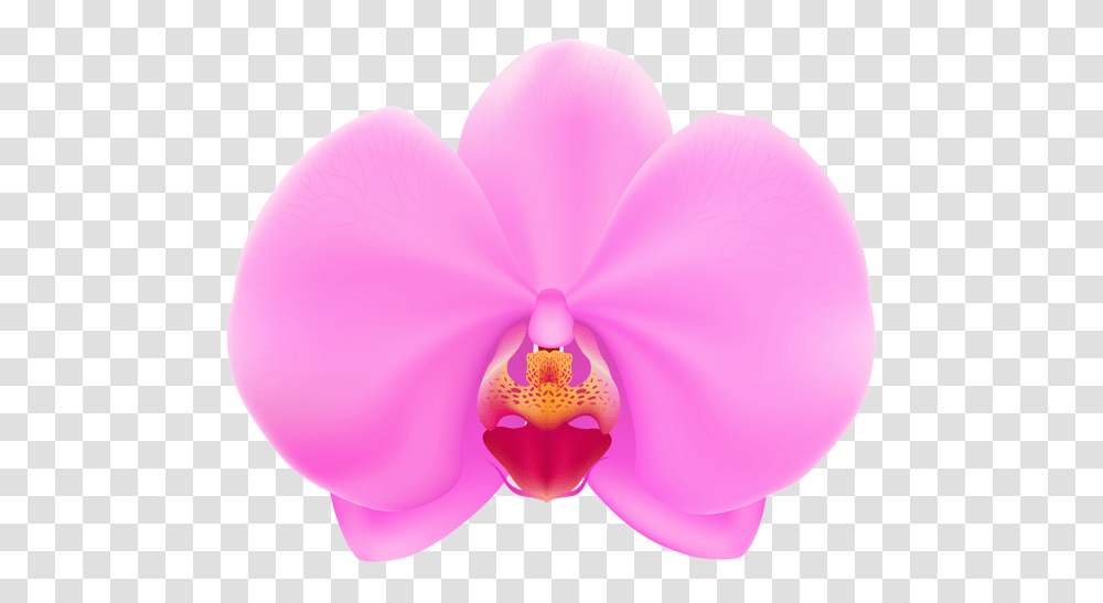 Pink Orchid Clip, Plant, Flower, Blossom, Balloon Transparent Png