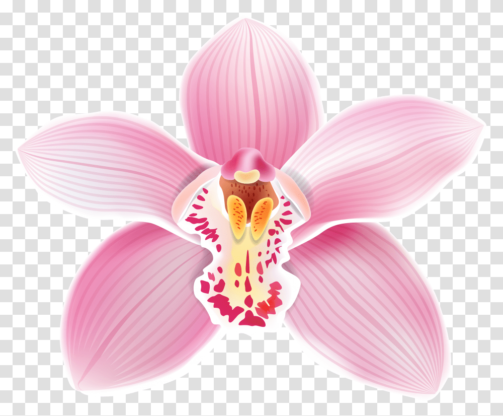 Pink Orchid Clipart Best Web Orchid, Plant, Flower, Blossom, Fungus Transparent Png