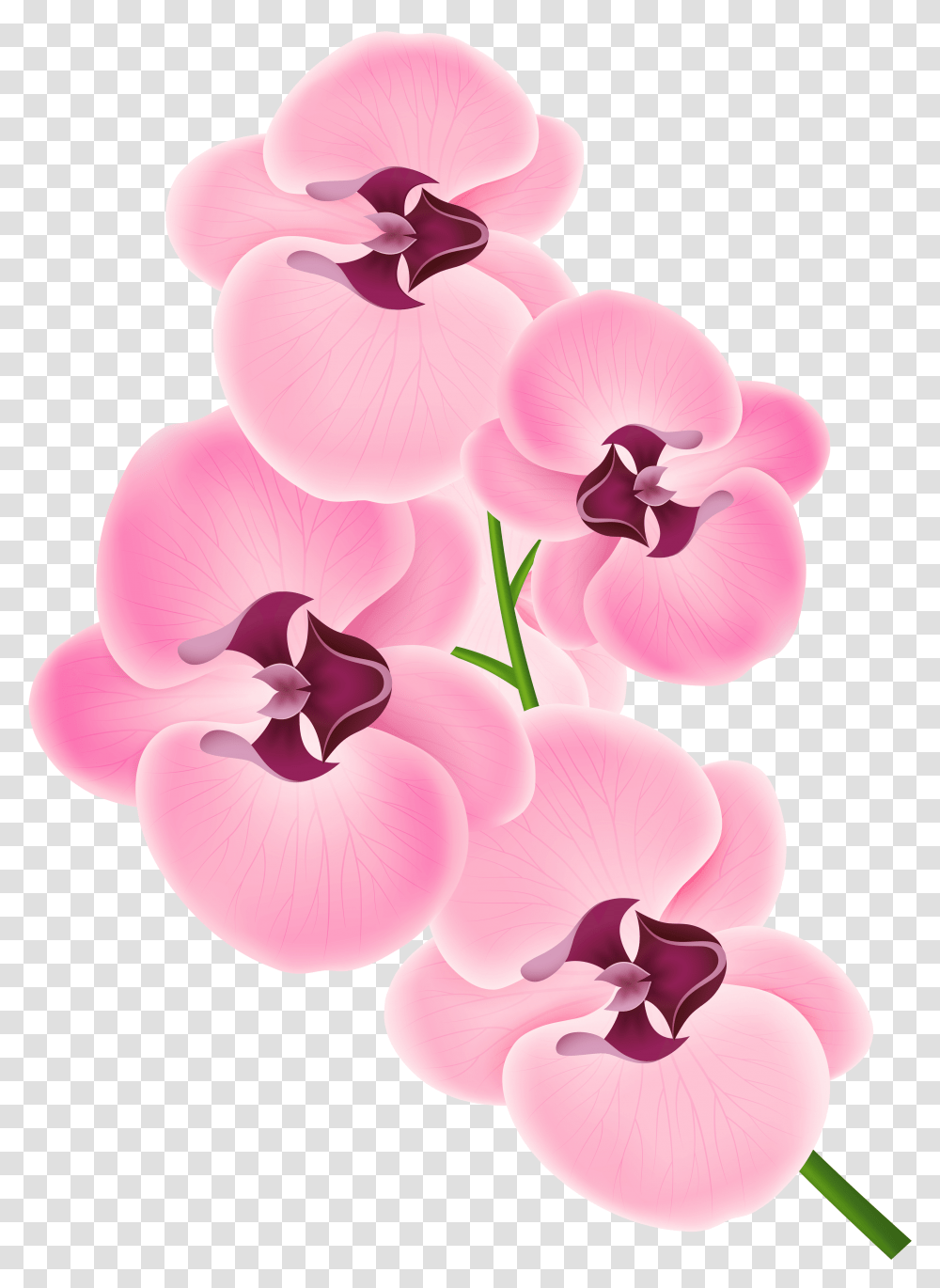 Pink Orchid Clipart Image Background Orchid Clipart, Plant, Flower, Blossom, Geranium Transparent Png
