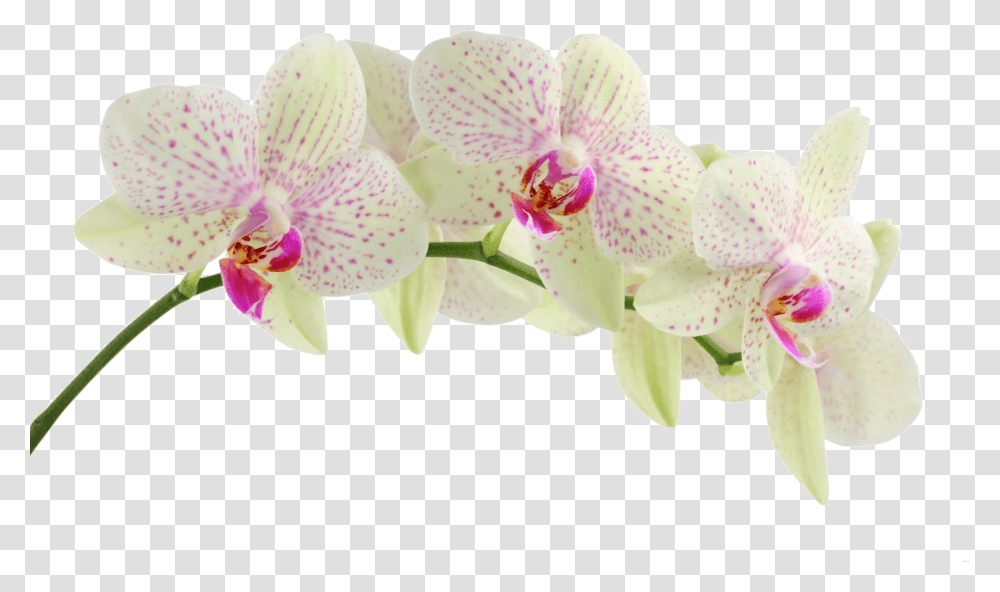 Pink Orchid White Background, Plant, Flower, Blossom Transparent Png
