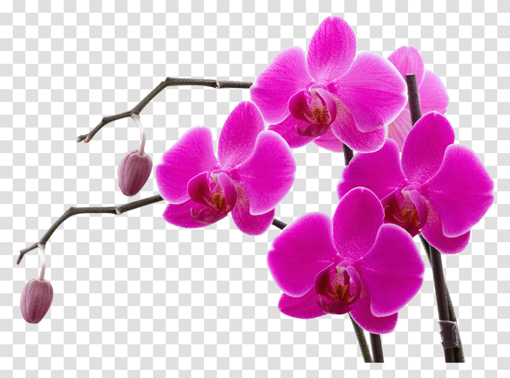 Pink Orchids Flower Images Fr 1576136 Orchid Clipart, Plant, Blossom Transparent Png