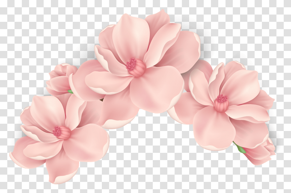 Pink Painted Flowers Vector Hand Peach Flower Vector, Plant, Blossom, Petal, Cherry Blossom Transparent Png