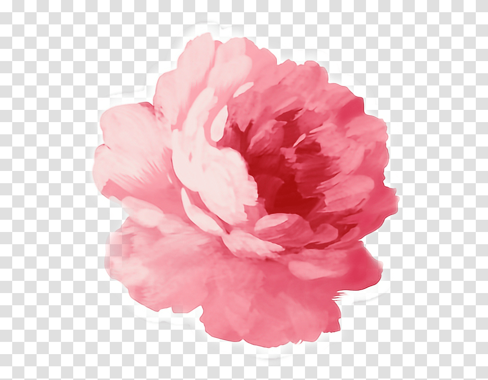 Pink Peonies Flower Sticker Pink Flower Tumblr, Plant, Rose, Blossom, Carnation Transparent Png