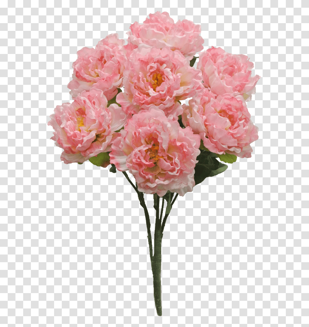 Pink Peony Bush X7 Sale Item Peony, Plant, Flower, Blossom, Carnation Transparent Png