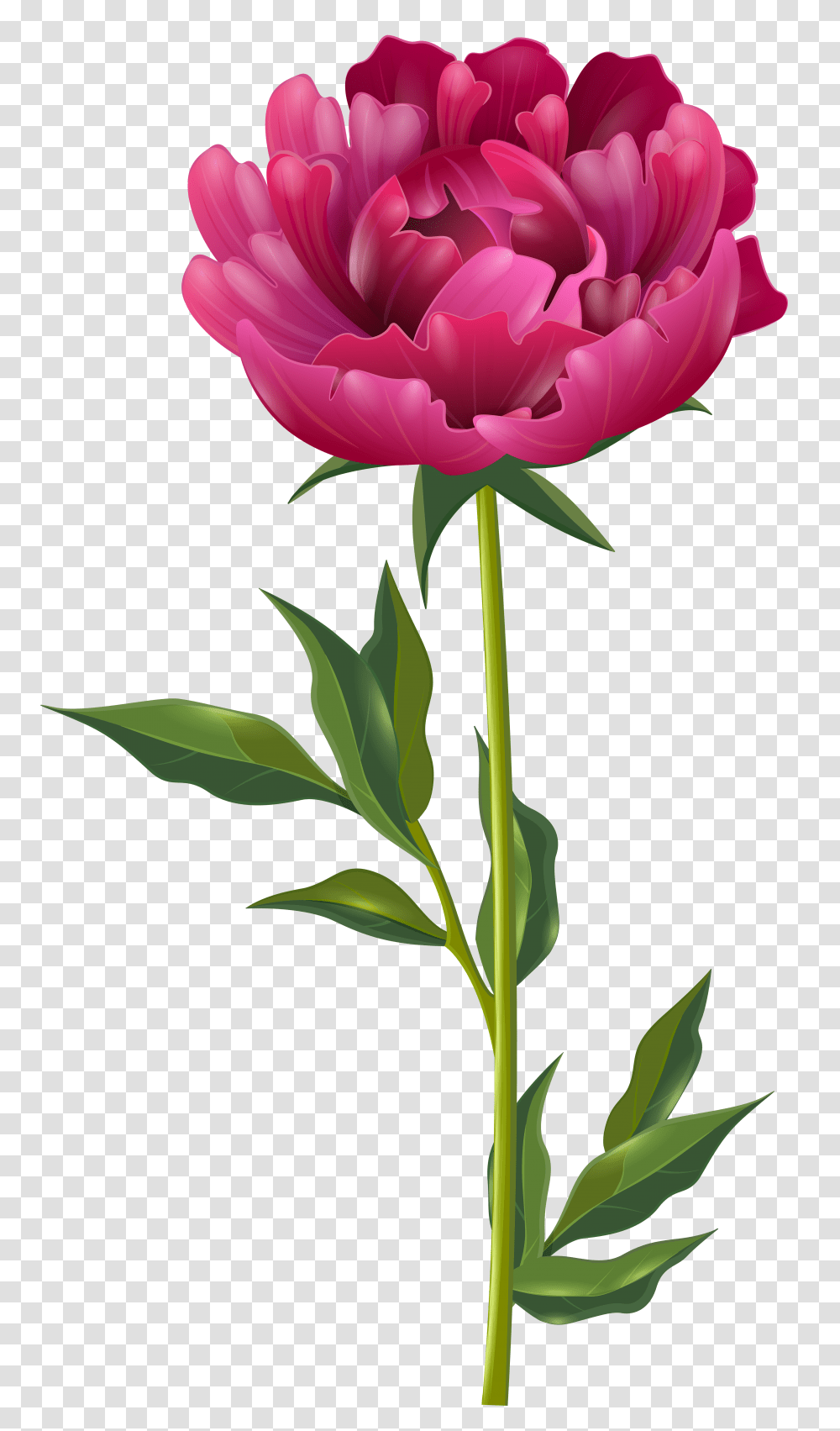 Pink Peony Clip Art, Plant, Flower, Blossom, Carnation Transparent Png