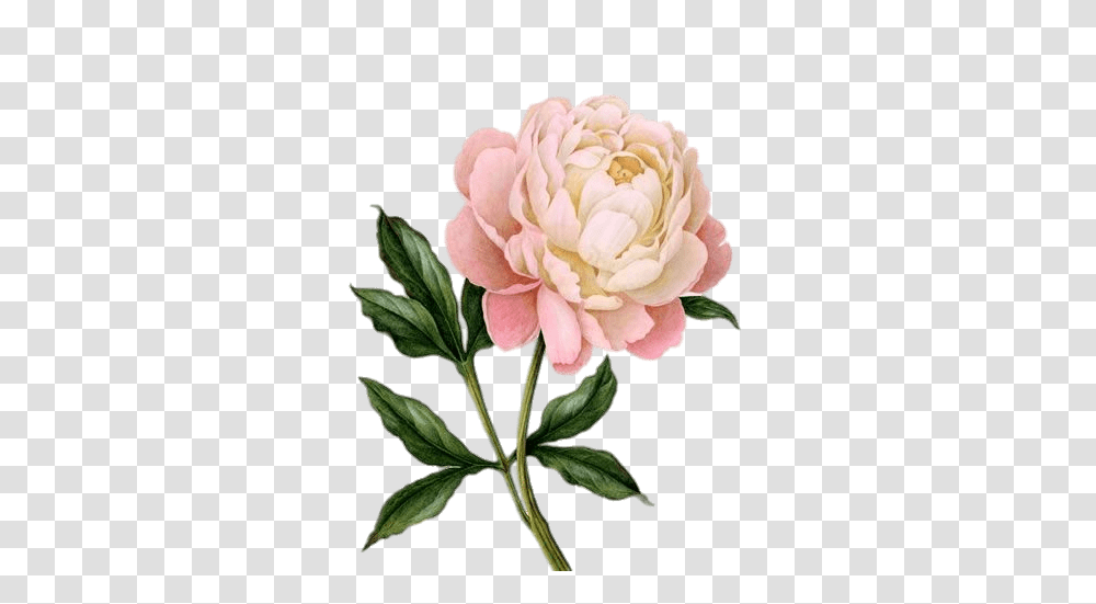 Pink Peony Drawing, Plant, Dahlia, Flower, Blossom Transparent Png