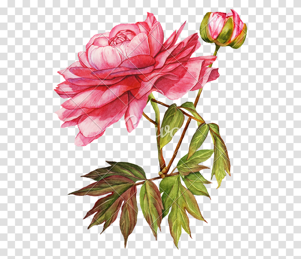 Pink Peony Flower Botanical Watercolor, Plant, Blossom, Carnation, Geranium Transparent Png