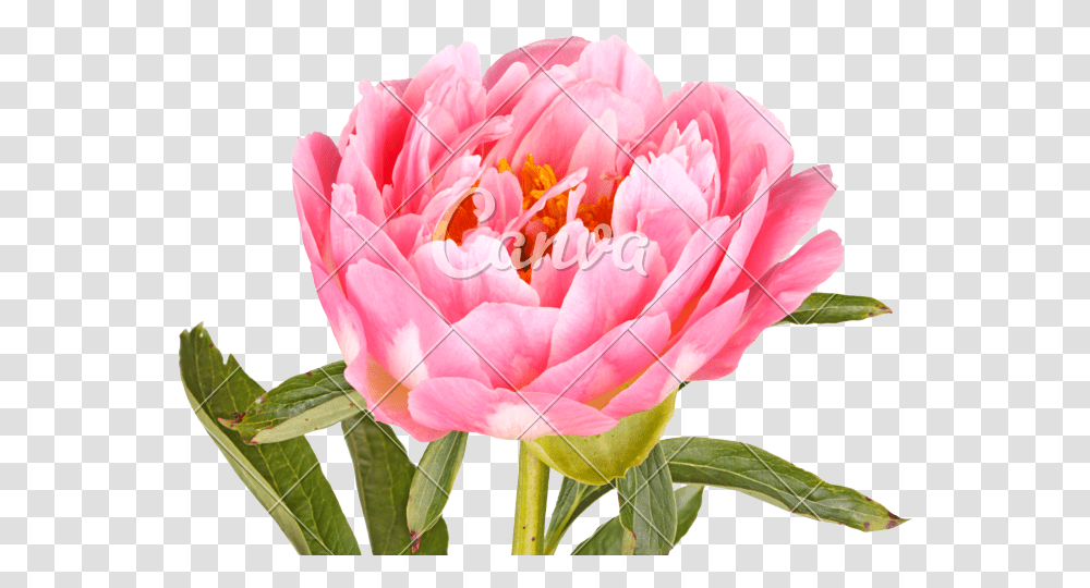 Pink Peony Flower Peony, Plant, Blossom, Rose, Carnation Transparent Png