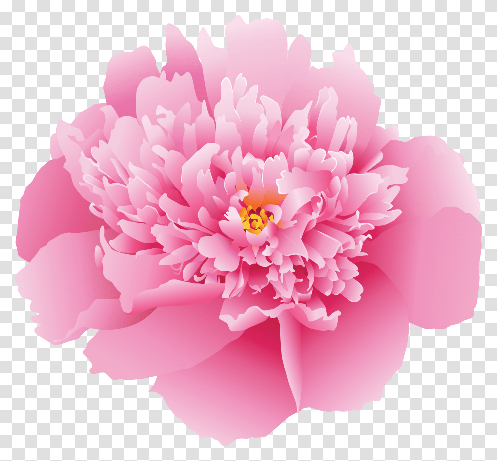 Pink Peony Flower Transparent Png