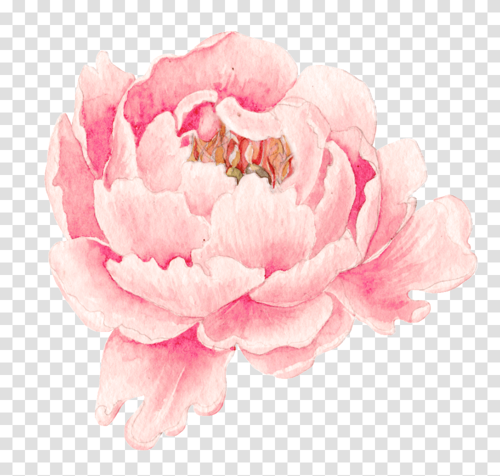 Pink Peony Flower Watercolor Painting, Rose, Plant, Blossom, Petal Transparent Png