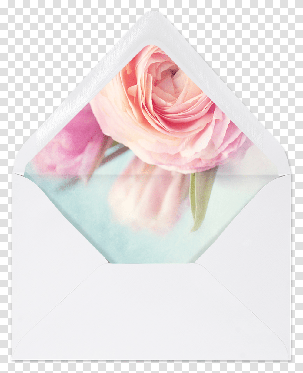 Pink Peony Hybrid Tea Rose, Plant, Flower, Blossom, Envelope Transparent Png