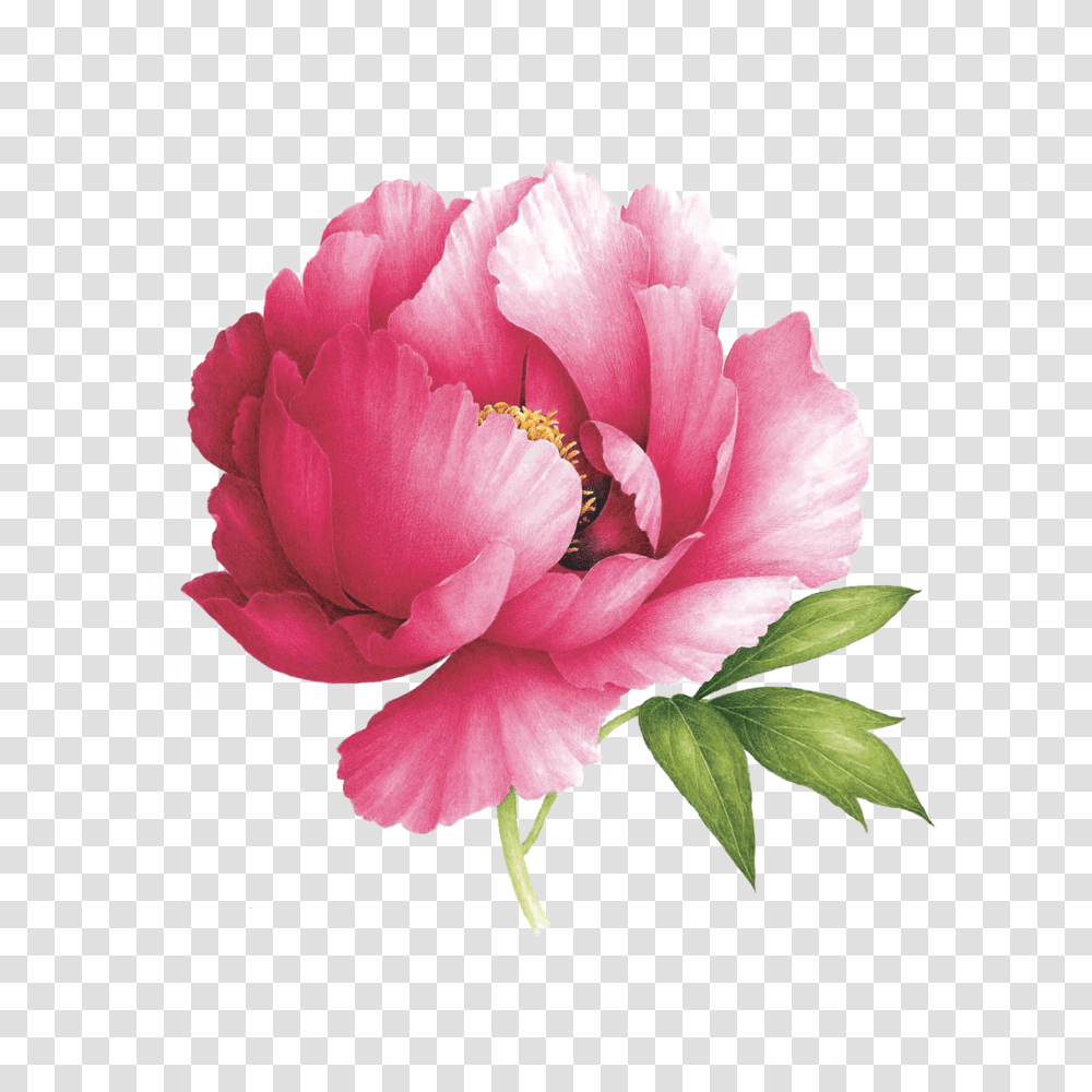 Pink Peony In Flowers Watercolor Painting, Plant, Blossom, Rose, Carnation Transparent Png