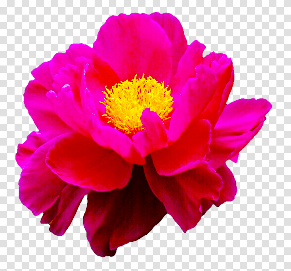 Pink Peony, Plant, Flower, Blossom, Pollen Transparent Png