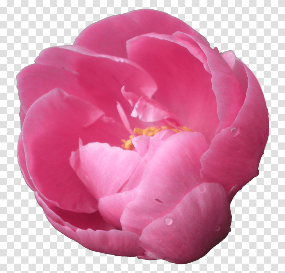 Pink Peony V Peony Clipart Background, Rose, Flower, Plant, Blossom Transparent Png