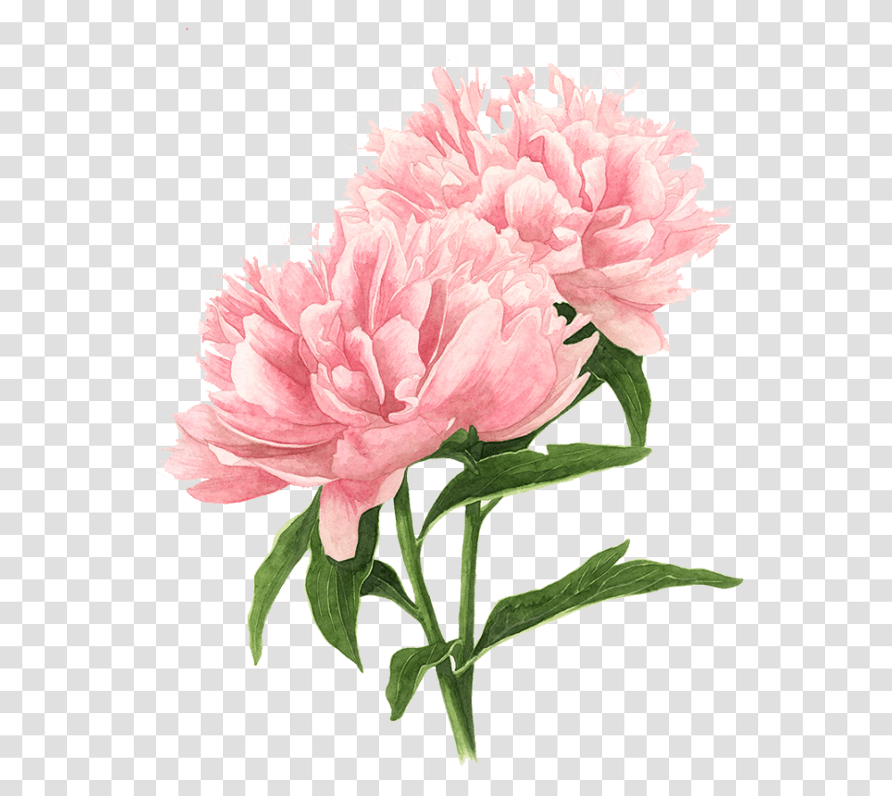 Pink Peony Watercolor Flowers Painting Drawing Clipart Flower Drawing Watercolor, Plant, Blossom, Carnation, Rose Transparent Png