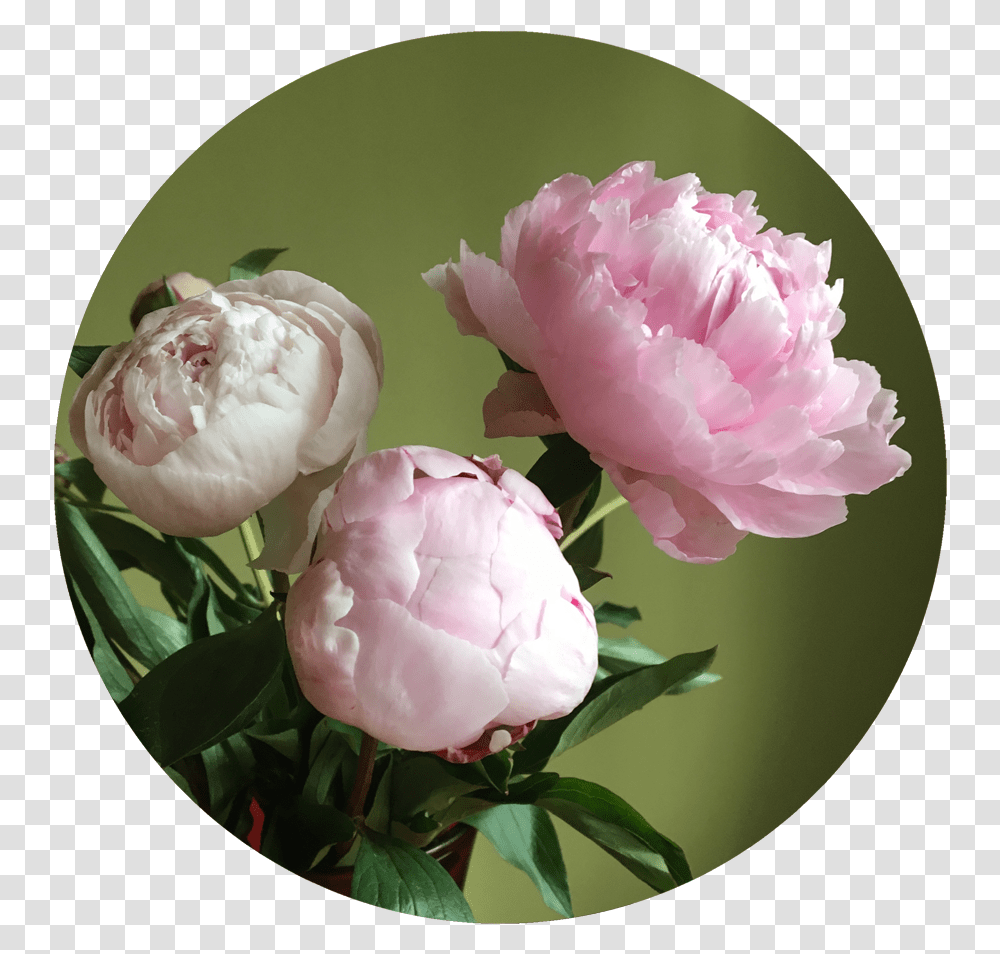 Pink Peony Wedding Common Peony, Flower, Plant, Blossom, Rose Transparent Png