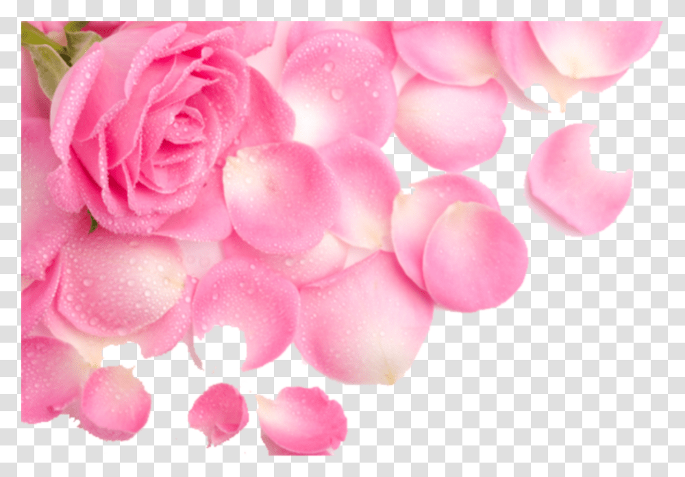 Pink Petals, Flower, Plant, Blossom, Geranium Transparent Png