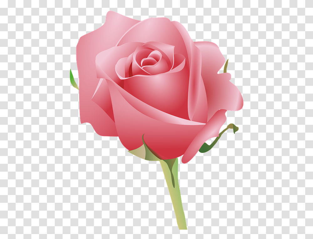 Pink Petals Pink Rose With Good Morning, Flower, Plant, Blossom Transparent Png
