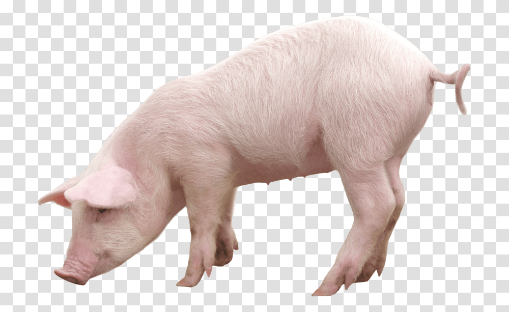 Pink Pig, Hog, Mammal, Animal, Boar Transparent Png