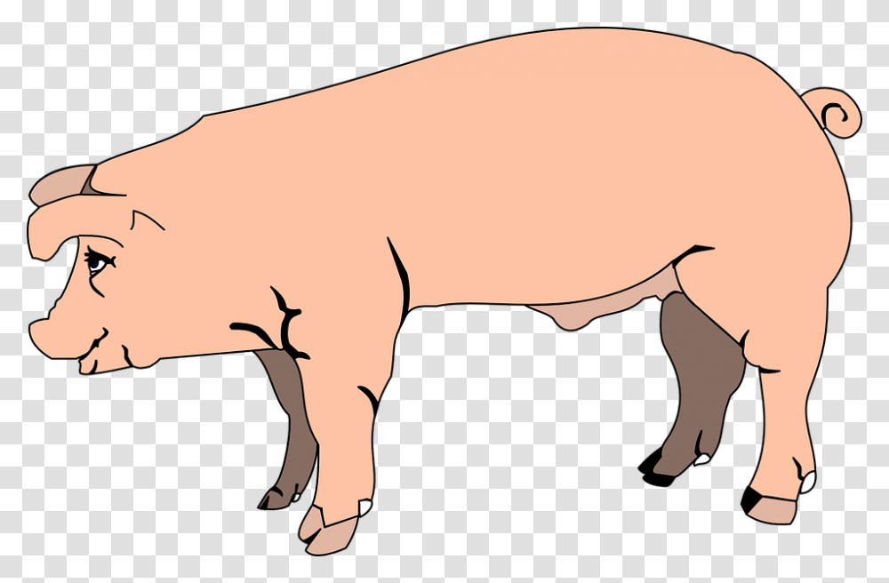 Pink Pig View Barn Farm Side Animal Hog Clipart, Mammal, Boar, Bird Transparent Png