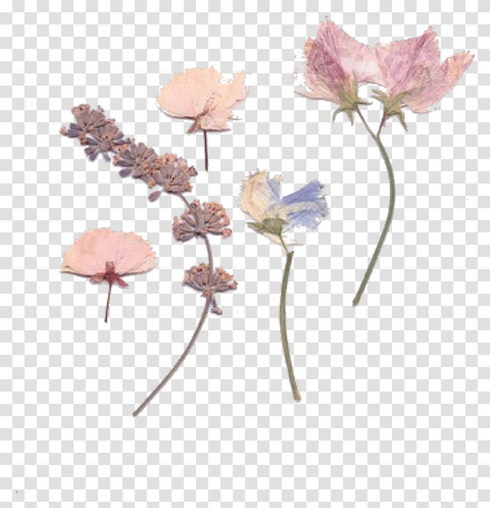 Pink Pinktheme Pinkaesthetic Aesthetic Flowers Pressed Dried Flower, Plant, Blossom, Floral Design, Pattern Transparent Png