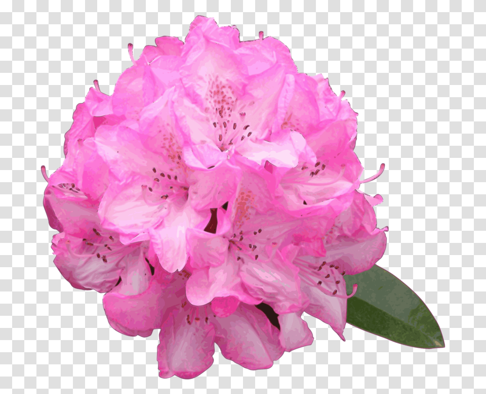 Pink Plant Flower Clipart Rhododendron, Geranium, Blossom, Peony, Rose Transparent Png