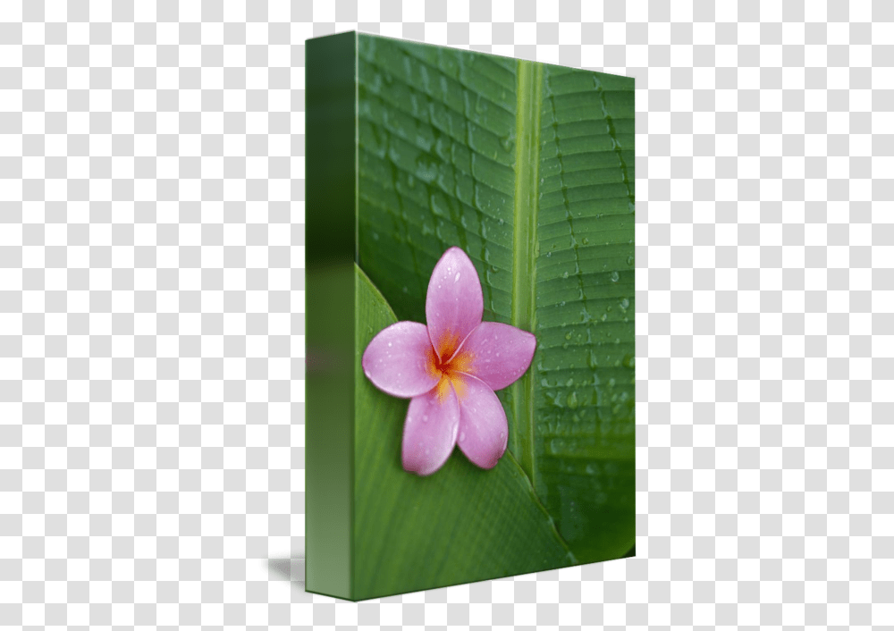 Pink Plumeria Flower Frangipani, Plant, Leaf, Geranium, Blossom Transparent Png