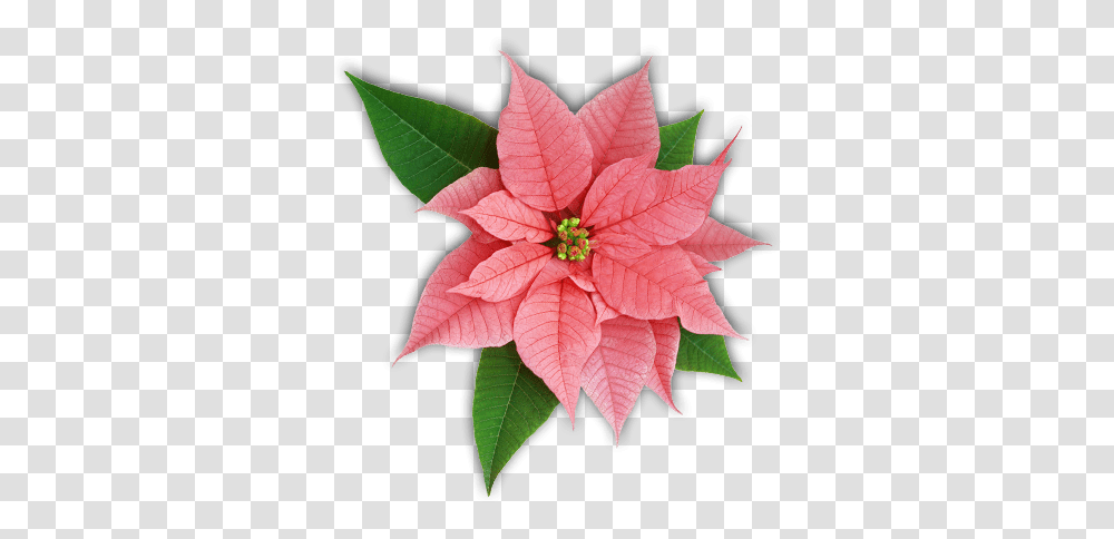 Pink Poinsettia Poinsettia Facts, Leaf, Plant, Pattern, Annonaceae Transparent Png