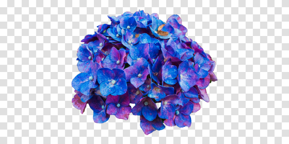 Pink Purple Blue Flowers, Geranium, Plant, Blossom, Petal Transparent Png