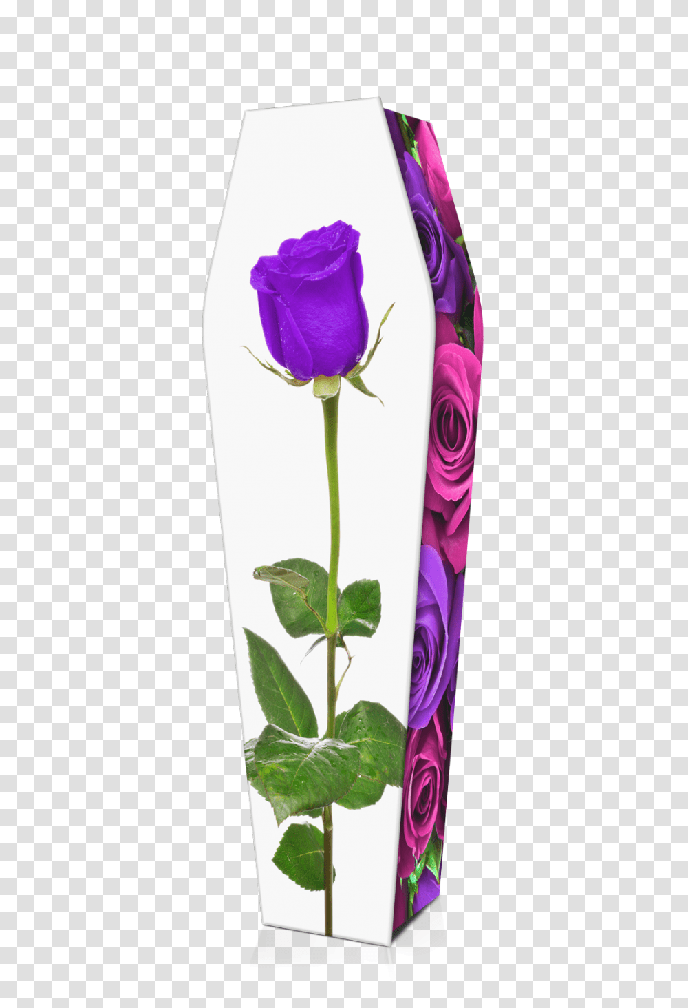 Pink Purple Roses Custom Coffin Design Expression Coffins, Plant, Flower, Blossom Transparent Png