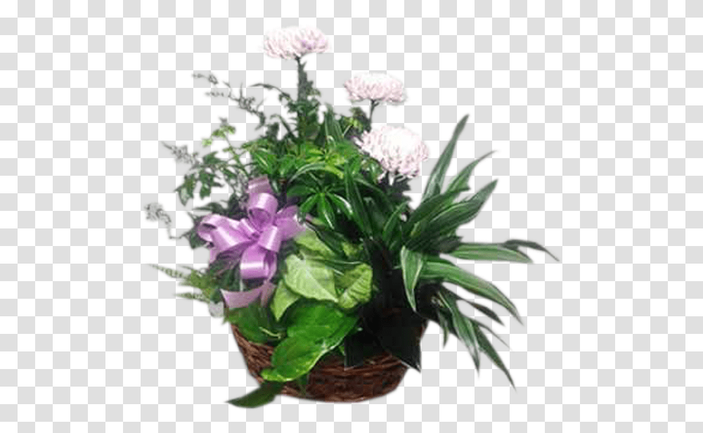 Pink Quill, Plant, Flower, Floral Design Transparent Png