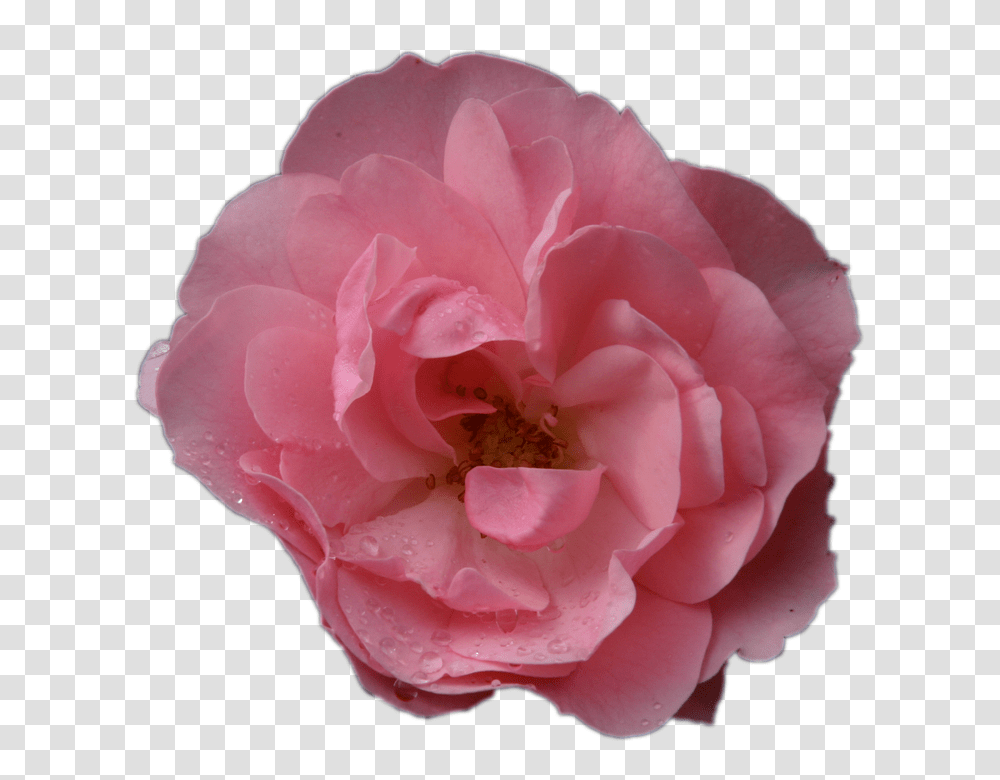 Pink Rose 960, Flower, Plant, Blossom, Geranium Transparent Png