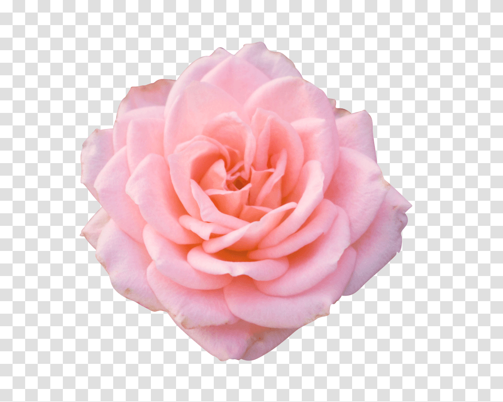 Pink Rose Aesthetic Pink Rose, Flower, Plant, Blossom, Petal Transparent Png