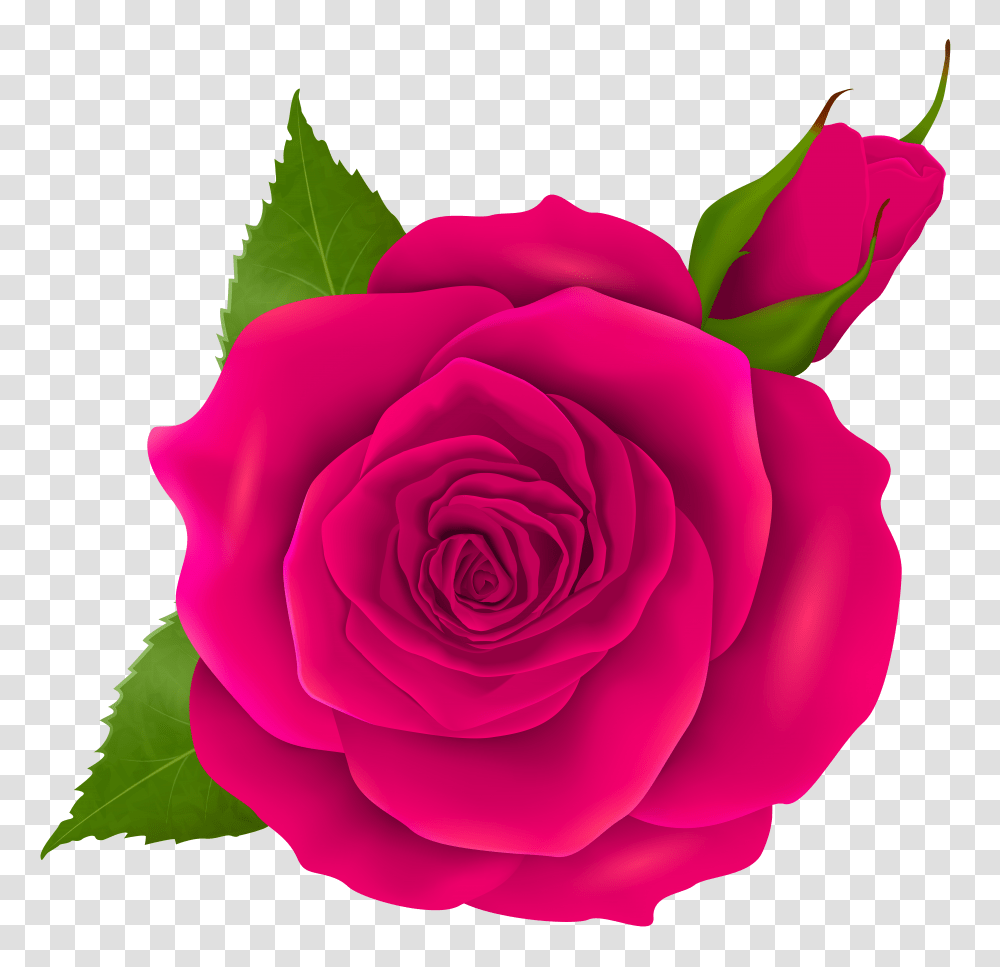 Pink Rose And Bud Clip Transparent Png