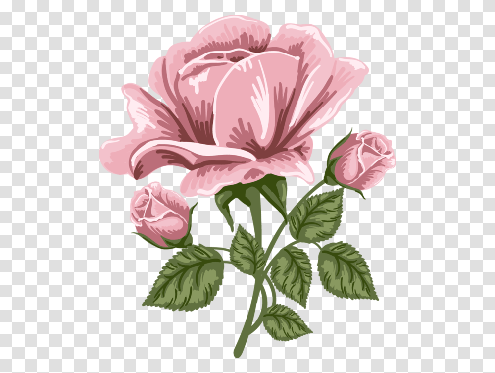 Pink Rose Art Picture Pink Rose Cartoon, Plant, Hibiscus, Flower, Blossom Transparent Png