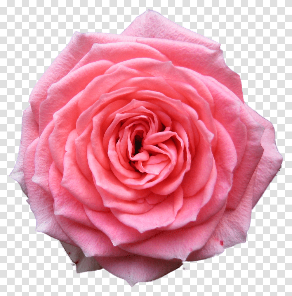 Pink Rose Background, Flower, Plant, Blossom Transparent Png