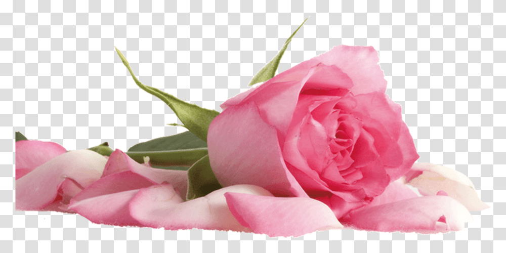 Pink Rose Background Hd, Plant, Flower, Blossom, Petal Transparent Png