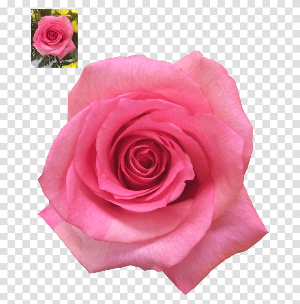 Pink Rose Background Rose, Flower, Plant, Blossom, Petal Transparent Png