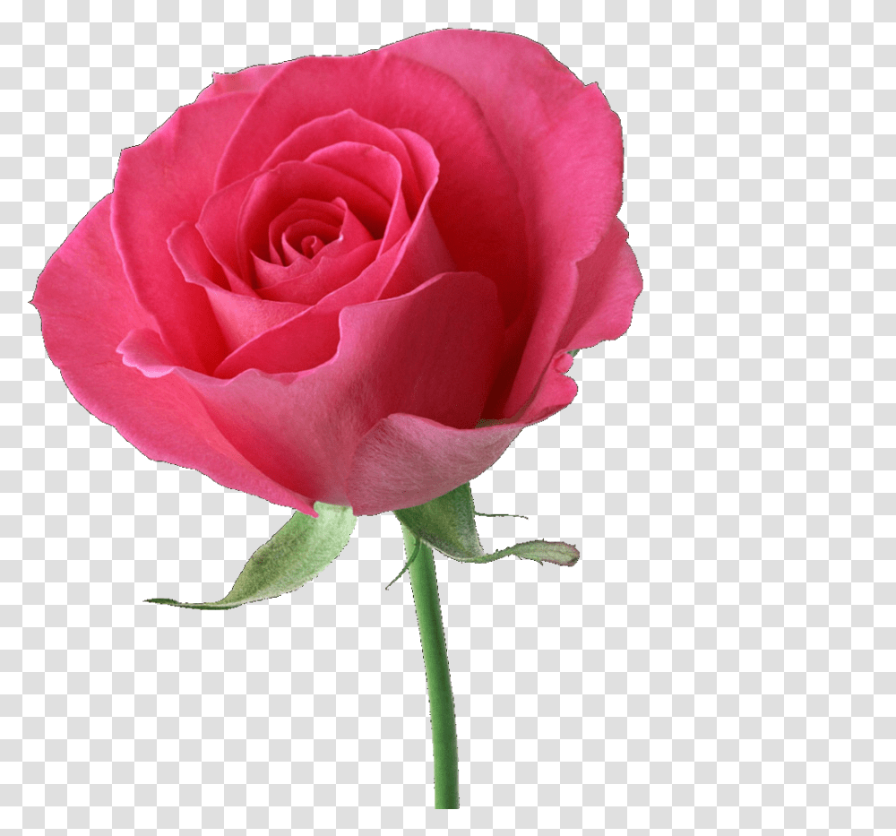 Pink Rose Beautiful Pink Rose Hd, Flower, Plant, Blossom, Petal Transparent Png