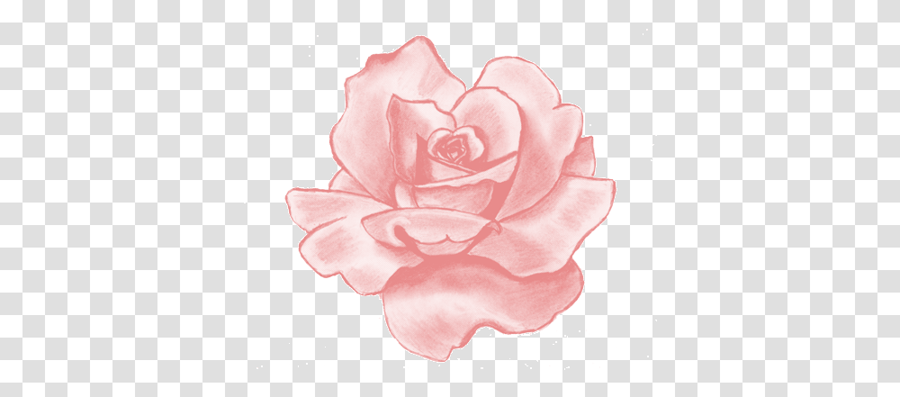 Pink Rose Bubblegum Drawn Rose Drawings In Pencil, Flower, Plant, Blossom, Petal Transparent Png